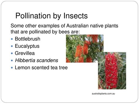 PPT - Evolution of Australian Biota Topic 9: Reproductive Adaptations ...