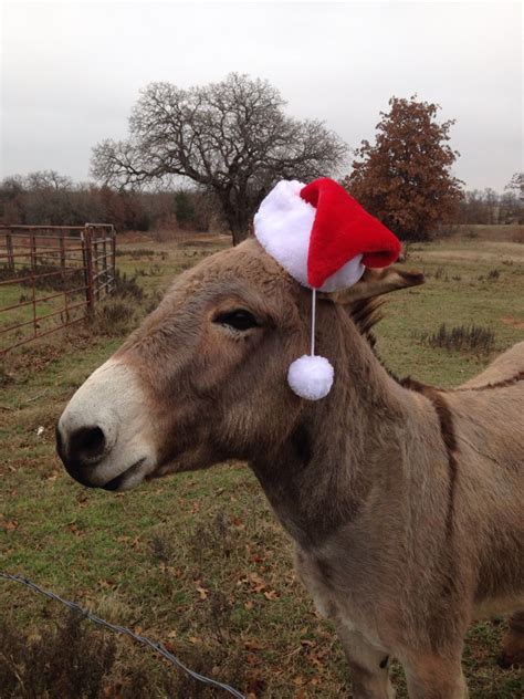 Best Christmas donkey in Montague County TX | Christmas donkey, Christmas fun, Cow