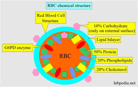 Red Blood Cell Structure And Function