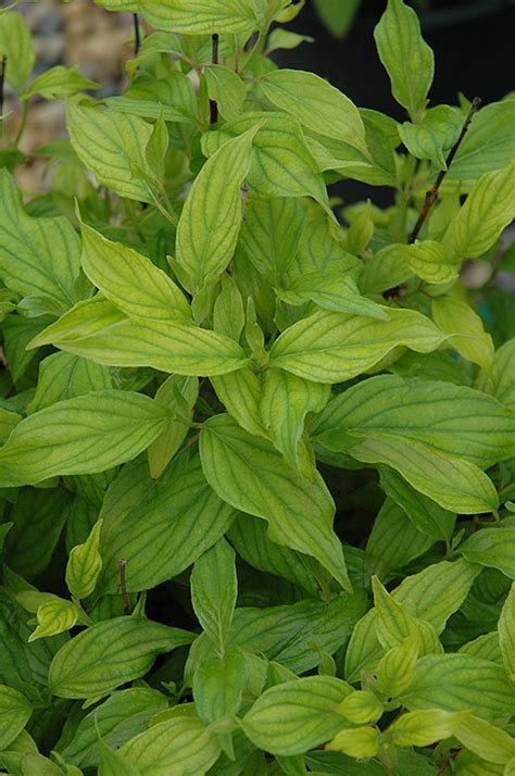 Kelsey Dogwood (Cornus sericea 'Kelseyi') in Boston Hopkinton Chelmsford Hingham Middleborough ...