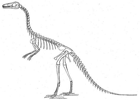 Dinosaur Skeleton Pictures