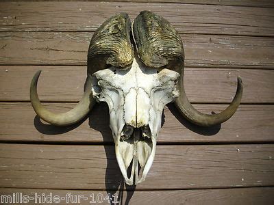 AWESOME RARE FULL SKULL MUSK-OX with HUGE HORNS TAXIDERMY LOG CABIN ...