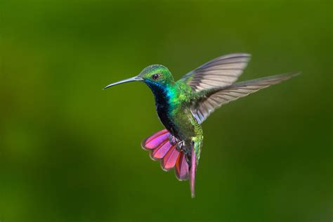 The Hummingbird: Beautiful and Symbolic