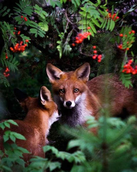 Photos Capture Finland’s Fairytale Forest Animals in the Wild