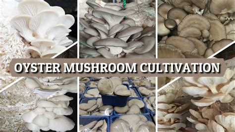 Oyster Mushroom Cultivation | Dhingri (Pleurotus ostreatus) - YouTube