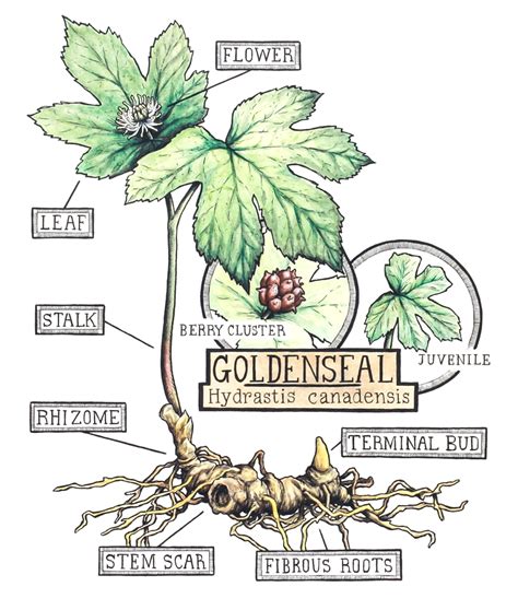 Goldenseal Root