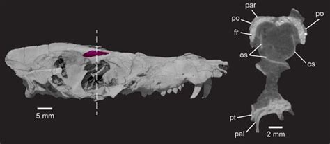 A Very Mammal-like Cynodont from Argentina | Mammals, Dinosaur ...