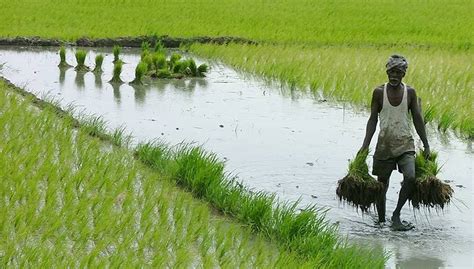 Agriculture | The Story of India - Photo Gallery | PBS