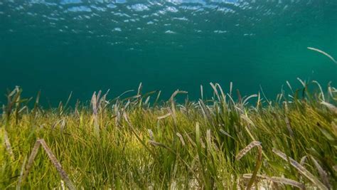 Marine Gardens: Types of Plants Found in the Ocean - Scuba.com