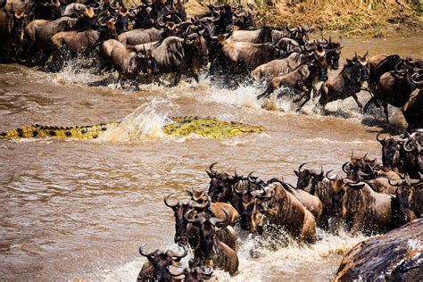 Wildebeest Migration River Crossing Safari - Easy Travel