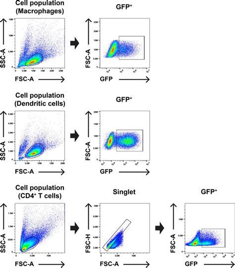 Gating strategy for flow cytometry experiments assessing single cycle... | Download Scientific ...