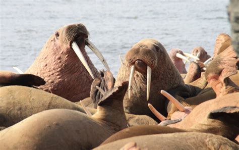 Walrus - Alaska Walrus & Wildlife Tours