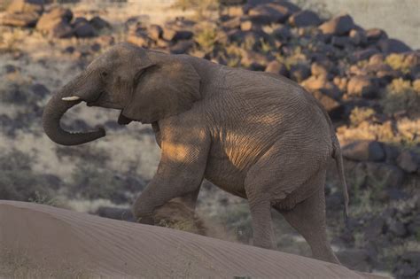 Desert elephants Namibia photos and information about desert elephants