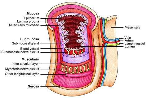 The Human Esophagus - Functions and Anatomy and Problems