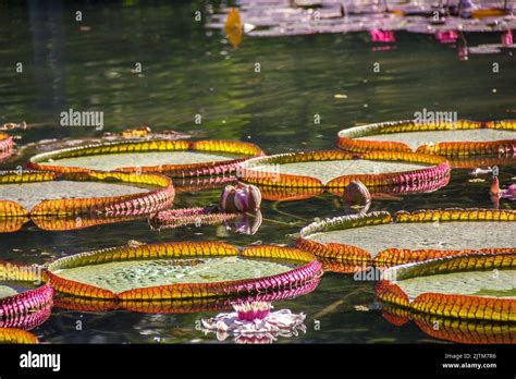 Victoria regia lily hi-res stock photography and images - Alamy