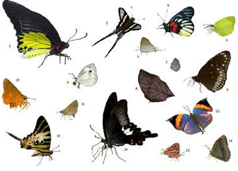 A set of butterfly species used to rank popularity and explore ...