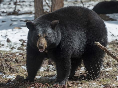 Fat Black Bear With Fish – Telegraph