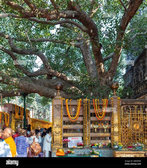 Bodhi Tree, Mahabodhi Temple, Bodh Gaya, Bihar, India Stock Photo - Alamy