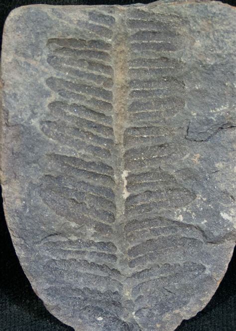 300 Million Year Old Fern Fossil (#7454) For Sale - FossilEra.com