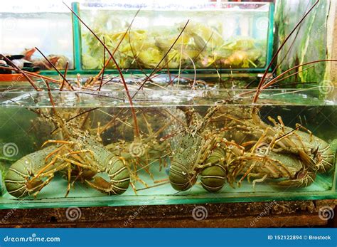 Live Lobster Display Inside Tank for Sale at Market Stock Photo - Image ...