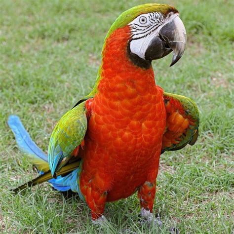 Harlequin Macaw for Sale - Blue and Gold Green Wing Macaw