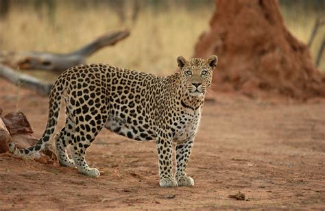 The wildlife of Namibia | TravelLocal