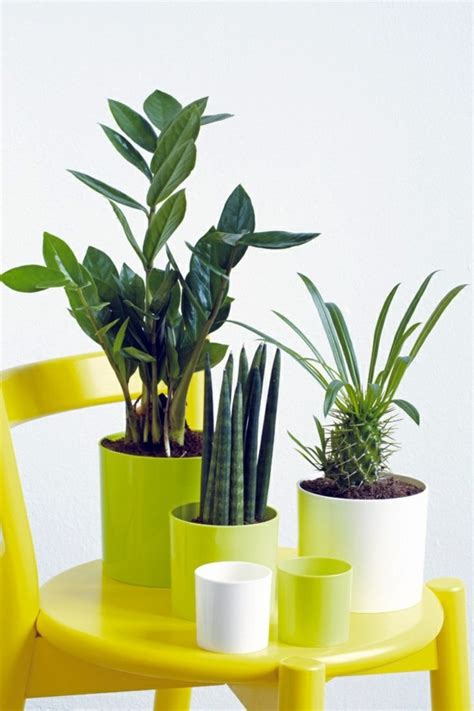 Feng Shui plants for harmony and positive energy in the living room | Interior Design Ideas ...