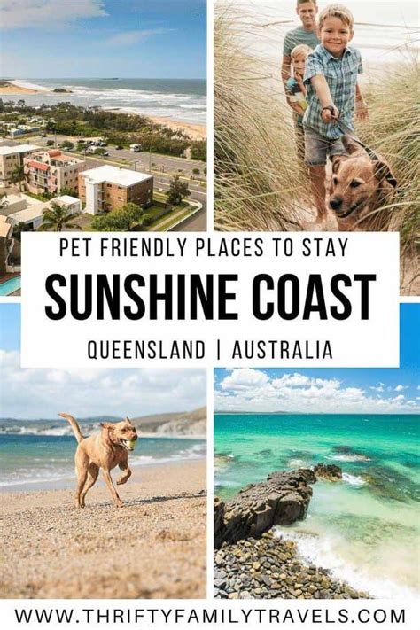 The Best Sunshine Coast Dog Friendly Accommodation (& Kid Friendly ...