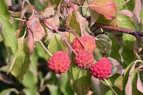 Kousa Dogwood Fruit, Tropical Flavor in Temperate Climates - Eat The Planet