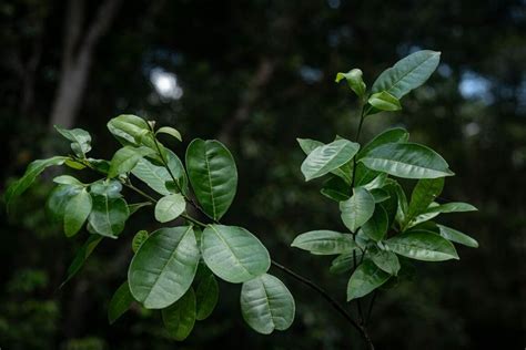 Holly Tree Lost For Nearly Two Centuries Rediscovered In Forests Of Brazil | IFLScience