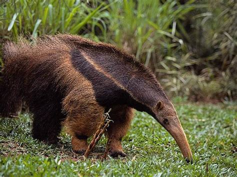 Free Anteater Wallpaper download - Animals Town