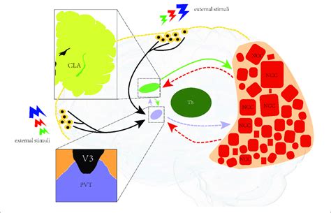 | Illustration of the neural network for consciousness. A neural... | Download Scientific Diagram