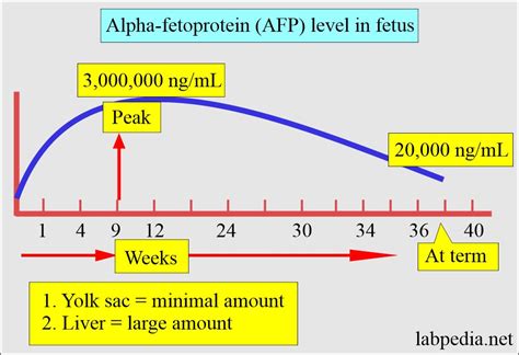 Afp Test Normal Range Clearance Sales | www.congress-intercultural.eu