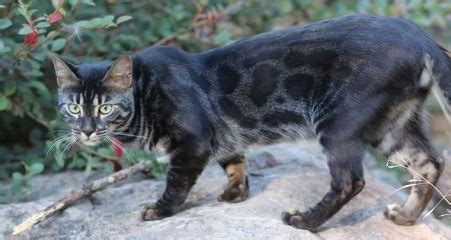 Black Bengal Cat; Everything you need to know |My Pet Review