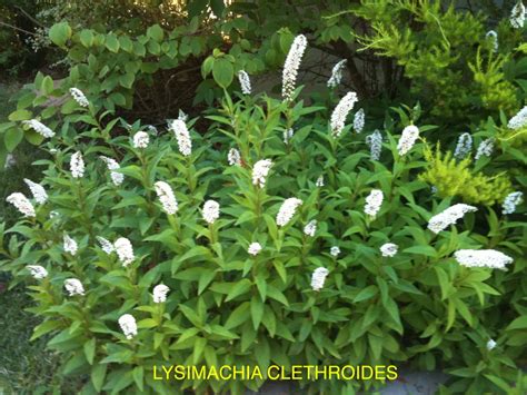 Lysimachia clethroides 1 Archives - Jeffwortham