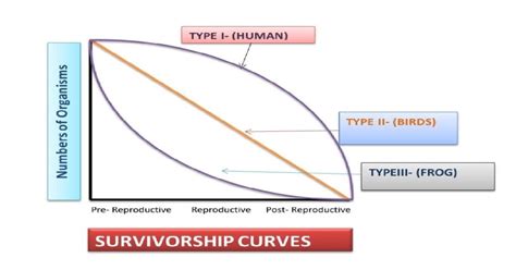 Survivorship Curves: All 3 Types And Their Important Examples