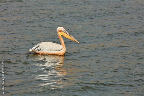 Queen Elizabeth Wildlife Stock Photo | Adobe Stock