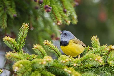 Newfoundland Nature Projects: Everybody's Favorite | Warblers & Song Birds