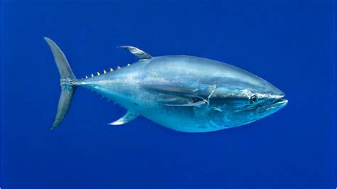 LADB Blog: So, Why is Bluefin Tuna So Special? Well, It May Not be the ...