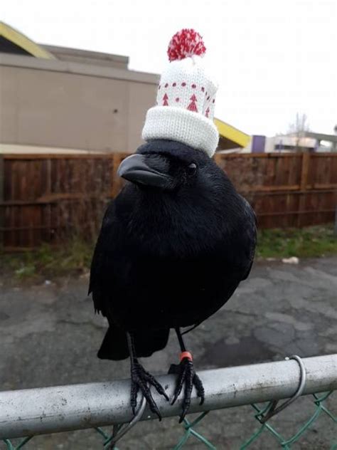 Birds Wearing Hats