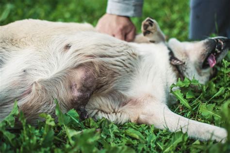 Mastitis in Dog: Symptoms, Causes, and Treatment | Ask Fido