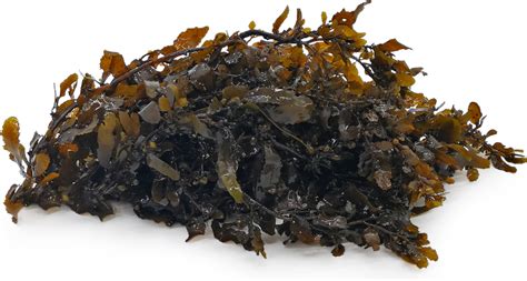 Sargassum Seaweed Information and Facts