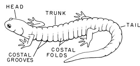 Key to Adult and Larval Salamanders of Illinois – INHS Herpetology Collection