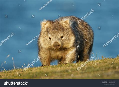 5,995 Wombat Images, Stock Photos, 3D objects, & Vectors | Shutterstock