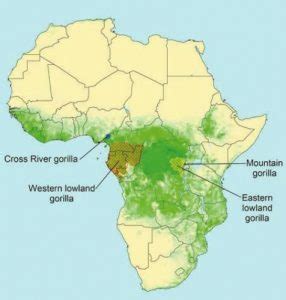 Western Lowland Gorilla Habitat Map