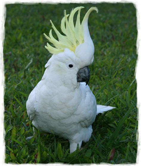 cockatoo feathers | ... cockatoo is agitated. They lift their yellow ...