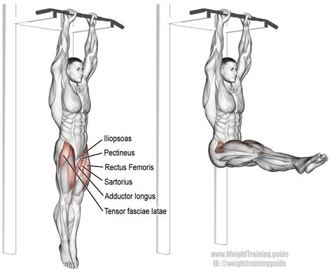 Hanging straight leg raise exercise guide and video | WeightTraining.guide | Straight leg raise ...