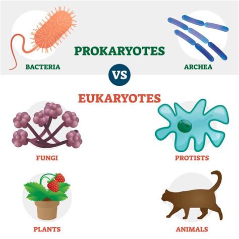 Animal And Plant Cell Eukaryotic Or Prokaryotic : Cell Types ...