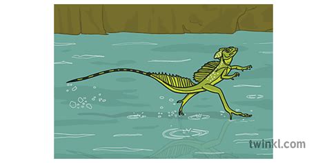 groene basilisk hagedis running on water Illustration - Twinkl