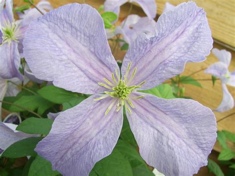 Clematis viticella group ... www.clematis.be...